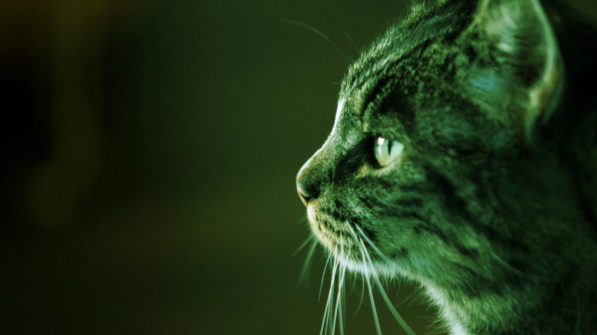 Темно зеленая кошка