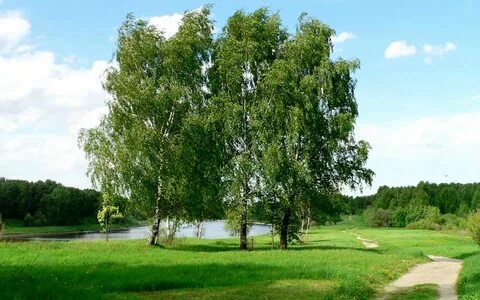 Березовая роща цска