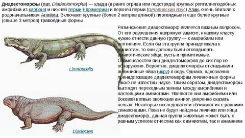 Чем отличаются пресмыкающиеся от земноводных