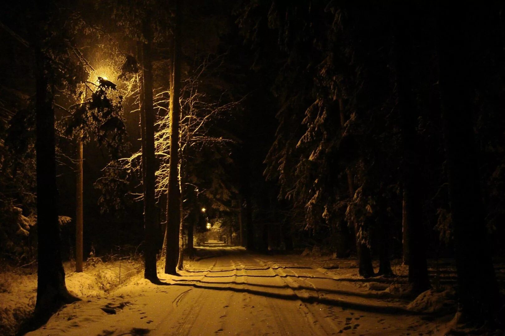 Ночью в лесу 3 класс. Шуваловский парк ночью. Зимний лес ночью. «Ночь в лесу». Ночной лес.
