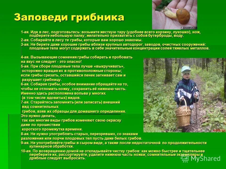 Шагая по лесу опытный грибник егэ. Заповеди грибника. Памятка грибника. Памятка грибникам в лесу. Правила сбора грибов в лесу