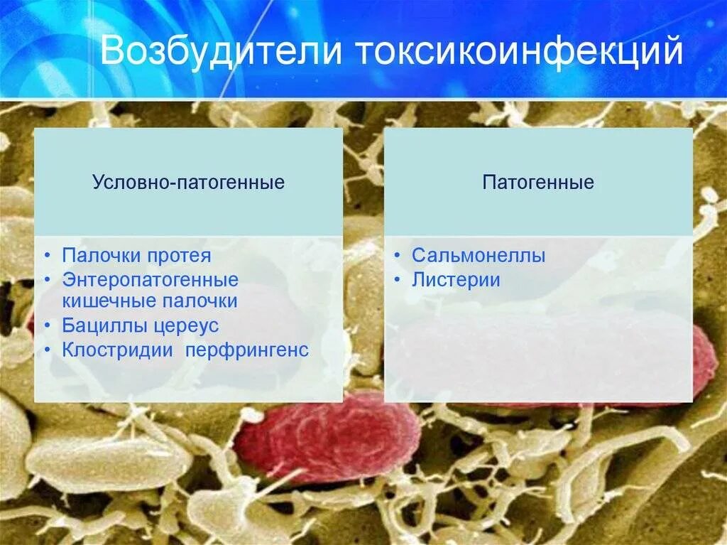 Заболевания возбудителем которых являются патогенные. Назовите возбудителей пищевых токсикоинфекций.. Пищевые отравления, возбудители токсикоинфекций.». Пищевая токсикоинфекция возбудитель. Условно патогенный возбудитель пищевых токсикоинфекций.