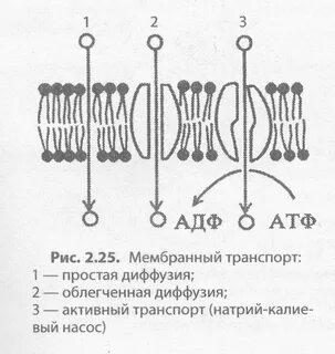 Почему осмос пассивный транспорт