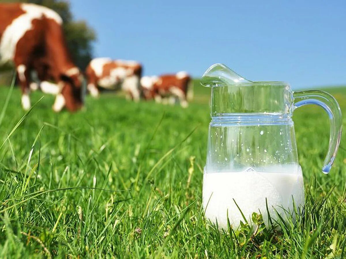 Корова молоко. Скотоводство молочное продукция. Корова молоко. Молочные продукции. Корова молоко.