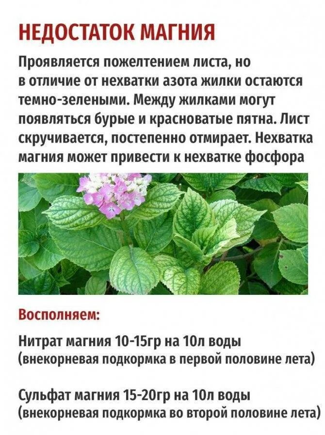 Желтеют листья у гортензии метельчатой в июле. Септориоз гортензии крупнолистной. хлороз гортензии крупнолистной. магниевый хлороз гортензии.
