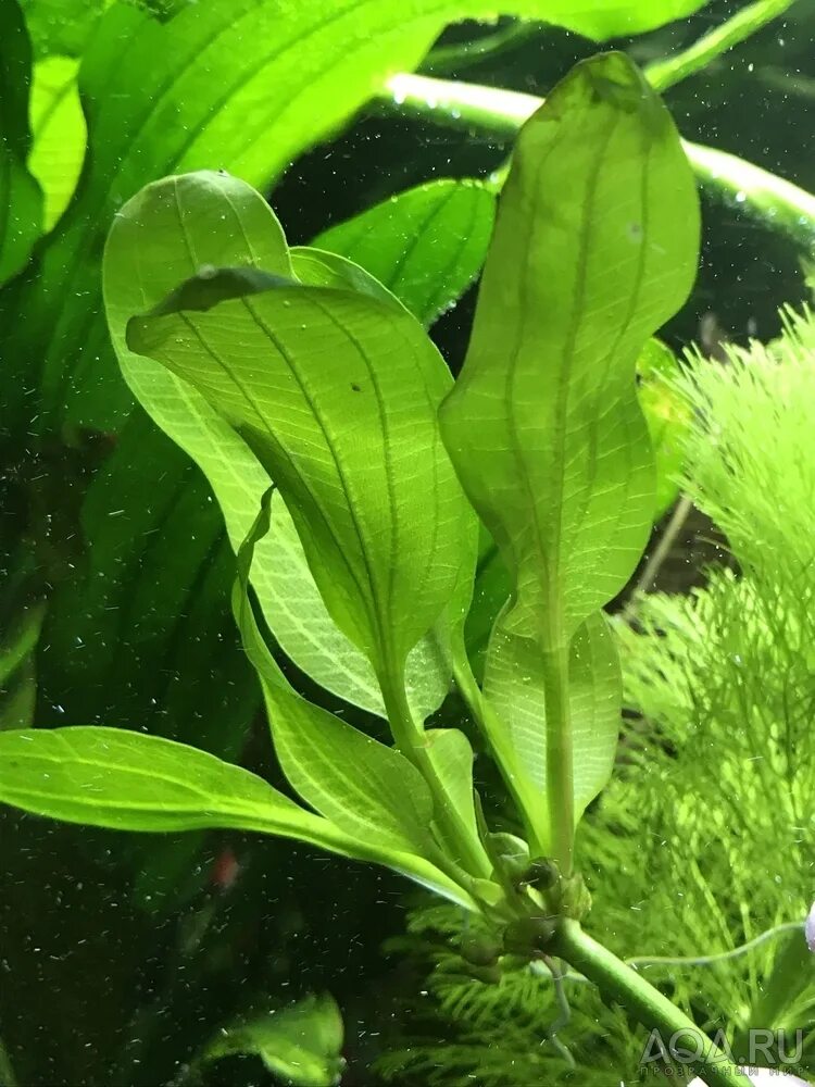 Апоногетон мадагаскарский увирандра. Растения листья в аквариуме. Эхинодорус флоридус. Растения листья в аквариуме. Франс штоффельс эхинодорус.