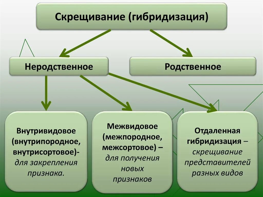 Метод скрещивания в селекции растений. Типы гибридизации в селекции. Гибридизация в селекции. Методы гибридизации в селекции.