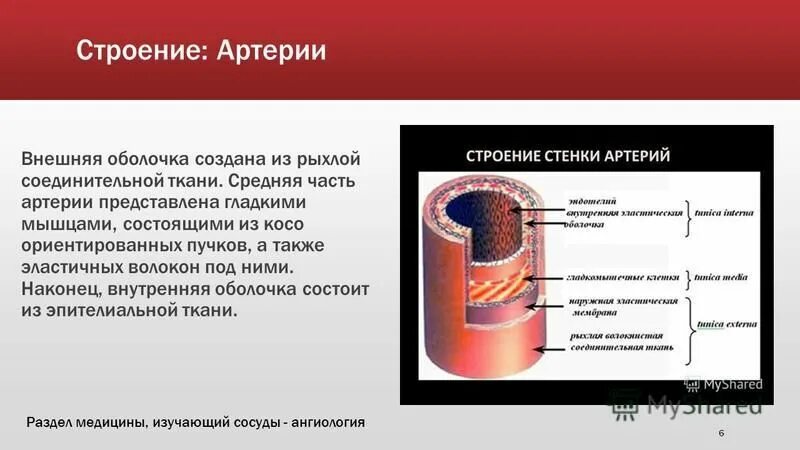 Какие особенности строения артерии. Строение артерии. Наружная оболочка артерии. Наружная.оболочкаартиерий. Строение внутренней оболочки артерии.