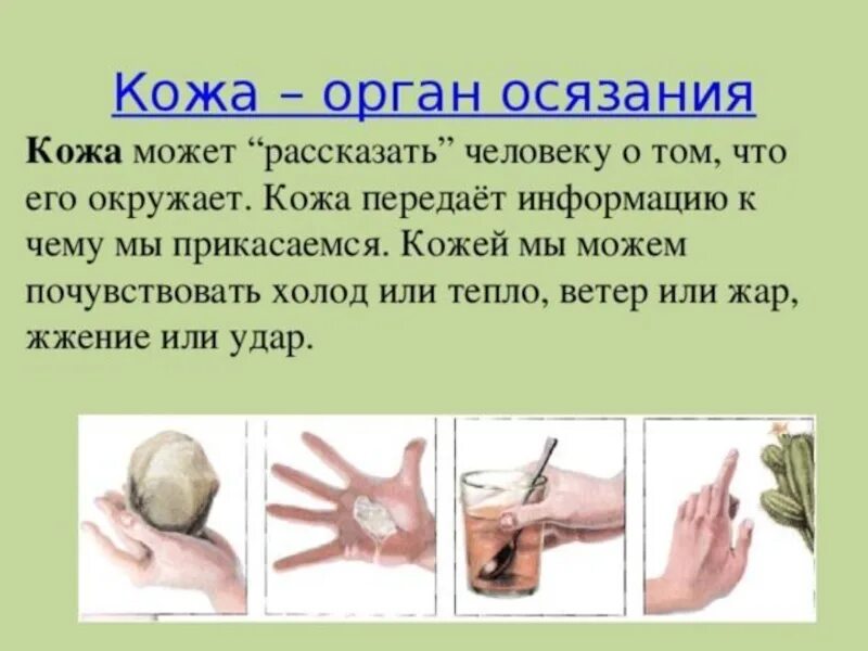 Органы чувств человека интересные факты 3 класс. Орган осязания. Кожа орган осязания. Органы чувств человека кожа. Органы чувств осязание.