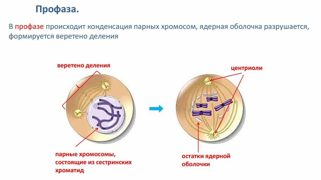 Формирование веретена деления в какой фазе. Формирование веретена деления в какой фазе