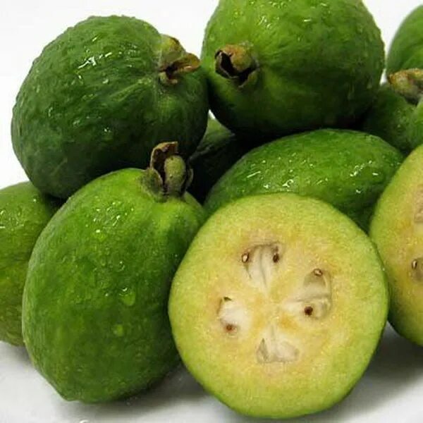 Зеленый круглый фрукт. Фейхоа Колумбия. Южный фрукт фейхоа. Фейхоа Селлова. Маленький зеленый фрукт фейхоа.