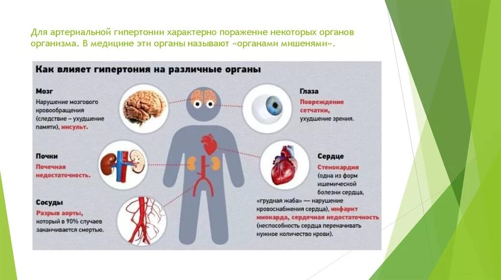 Симптомы поражения органов. Артериальная гипертензия поражение органов мишеней. Органы поражения при артериальной гипертонии. Органы мишени артериальной гипертензии. Органы мишени при артериальной гипертонии.