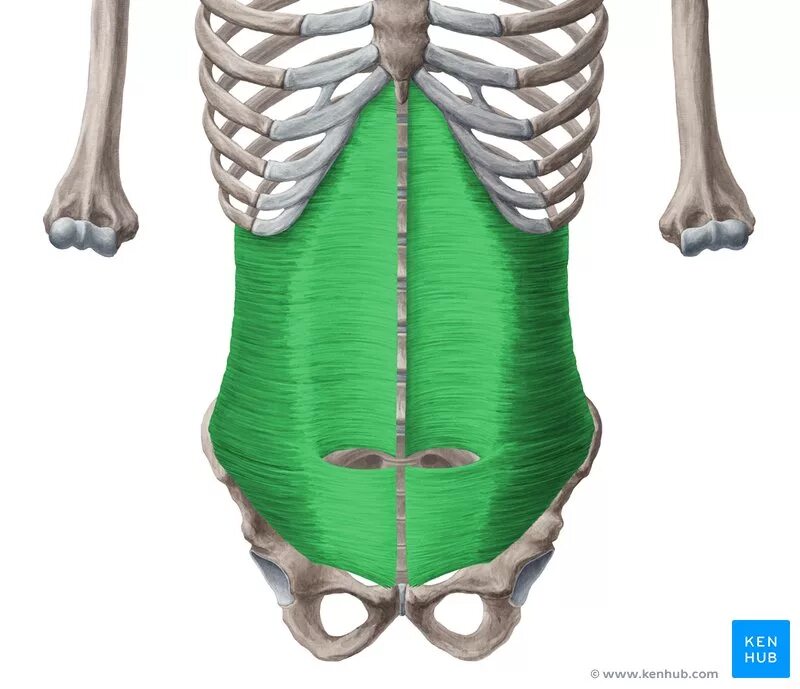Передняя прямая мышца живота. M transversus abdominis. Transverse abdominis мышца. Мускулюс трансверсус абдоминис. Obliquus internus abdominis.