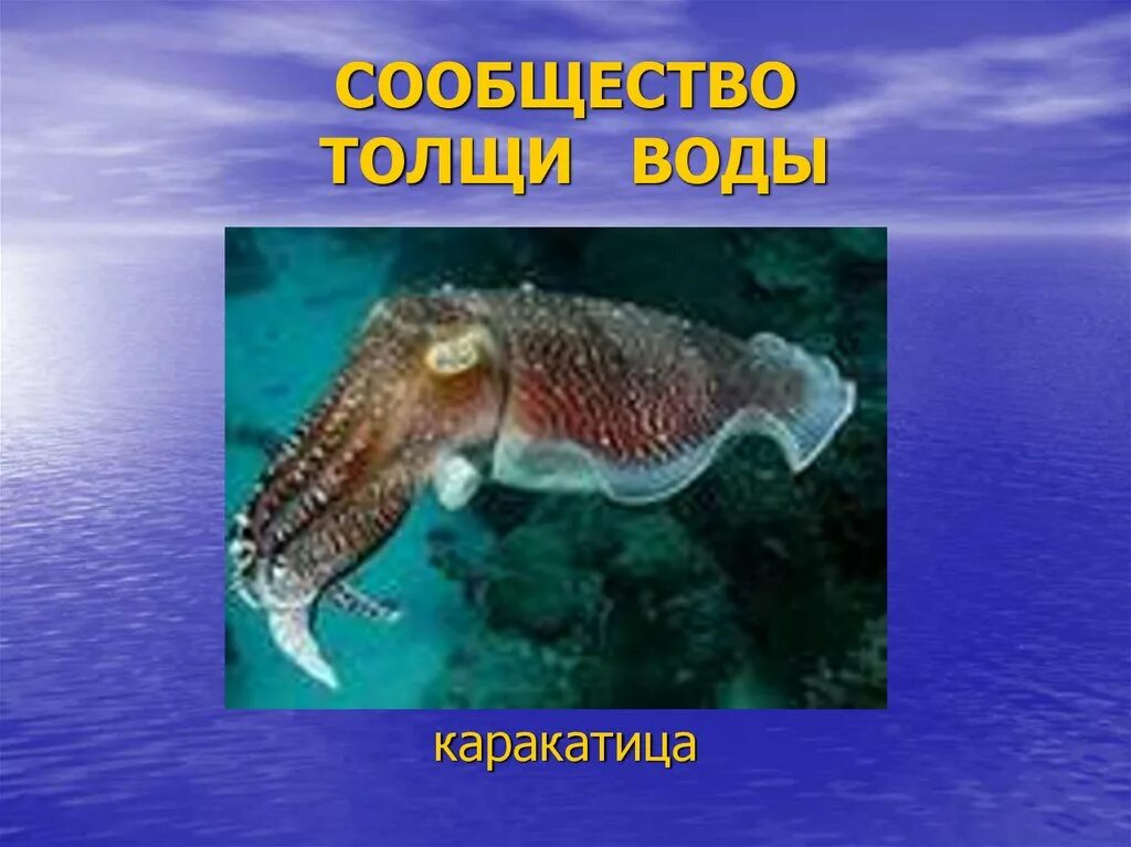 Сообщество толщи воды. Толща воды обитатели. Сообщество толщи воды обитатели. Животные в толще воды. Представители толщи воды.