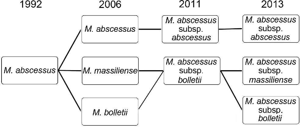 Abscessus перевод с латинского. Abscessus periapicalis. Флегмона классификация. Abscessus перевод с латинского. Хирургические заболевания флегмона.