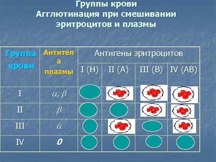 Таблица агглютинации групп крови. Агглютинация 2 группы крови. Реакция агглютинации для определения группы крови механизм. 1 Группа крови агглютинация.