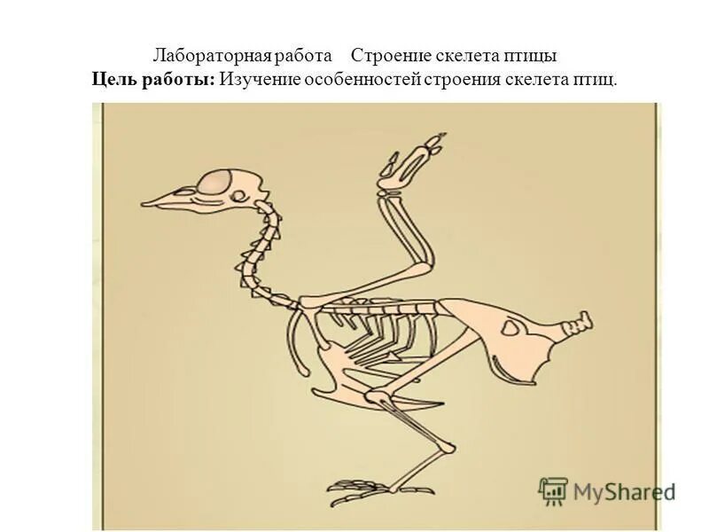 Практическая работа исследование особенностей строения скелета птиц