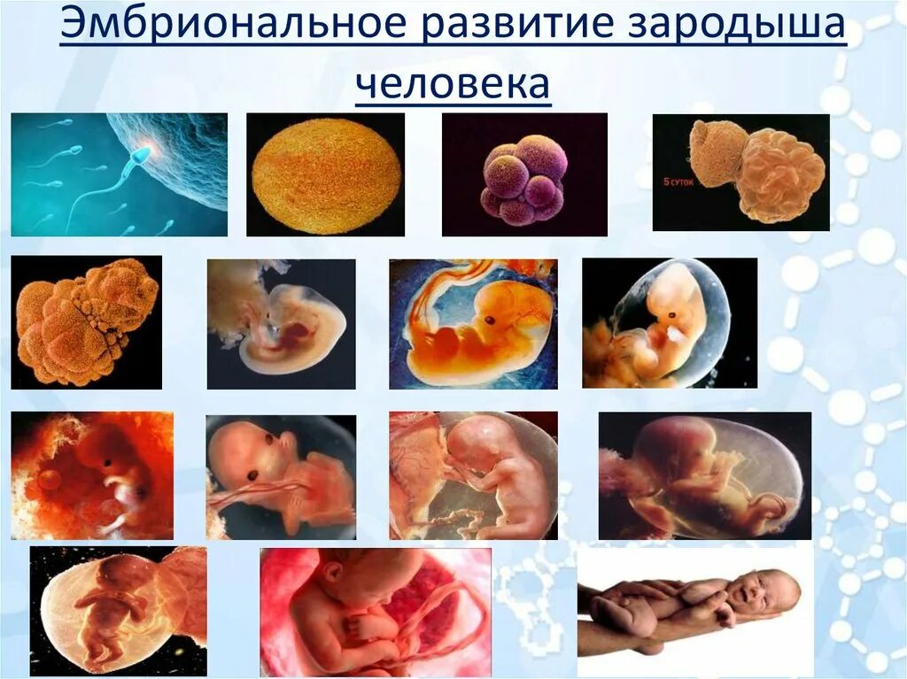 Эмбрион развитие