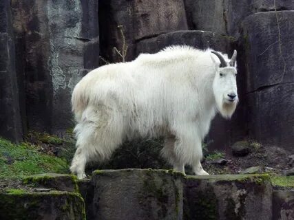 Каза 4