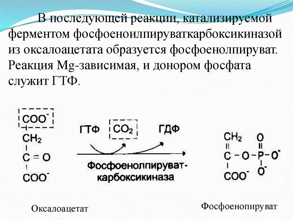 Типы реакций катализируемых ферментами. Оксалоацетат фосфоенолпируват реакция. Реакции образования оксалоацетата. Фосфоенолпируваткарбоксикиназа катализирует реакцию. Реакция образования фосфоенолпирувата из оксалоацетата.