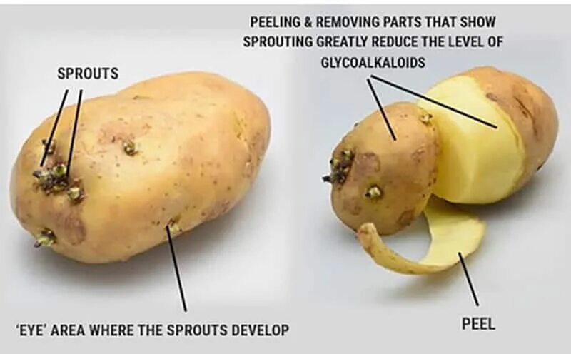 Poisonous potato update. Potato Spindle Tuber viroid photo. Part Tuber.