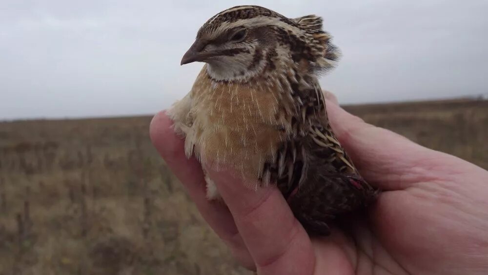 дергачи птица дергач коростель. перепела кричат ночью. коростель птенец. куроратка , дергач, коростель. перепела кричат ночью.
