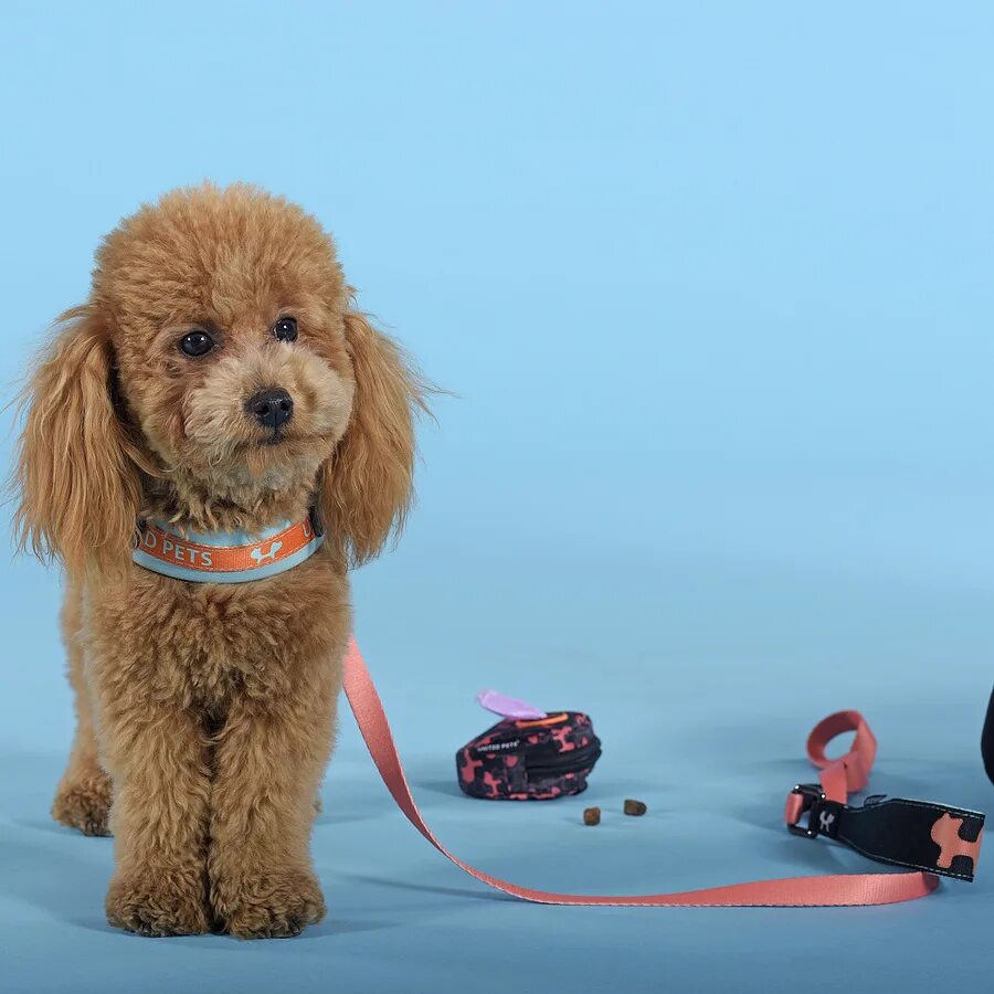 United pets. 1 orange c07-200w. Шлейка оранжевая. Ложка united pet. Союз зверей спасение двуногих.