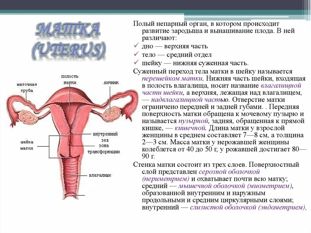 Матка строение. Матка строение и функции. матка строение анатомия расположение и функции. женская половая система анатомия матка.