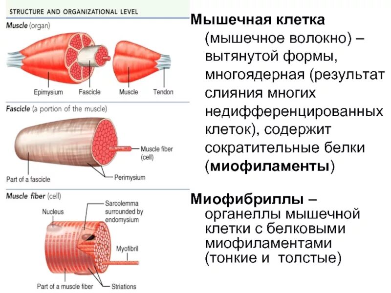 Мышечная клетка называется