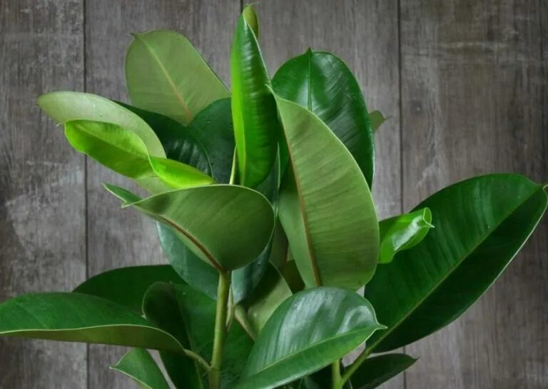Как выбрать фикус. Фикус каучуконосный робуста. фикус elastica robusta. фикус каучуковый эластика. фикус каучуконосный эластика.