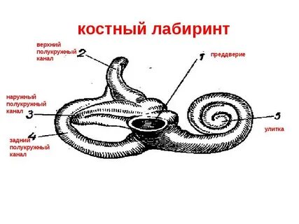 Полукружные каналы костного лабиринта