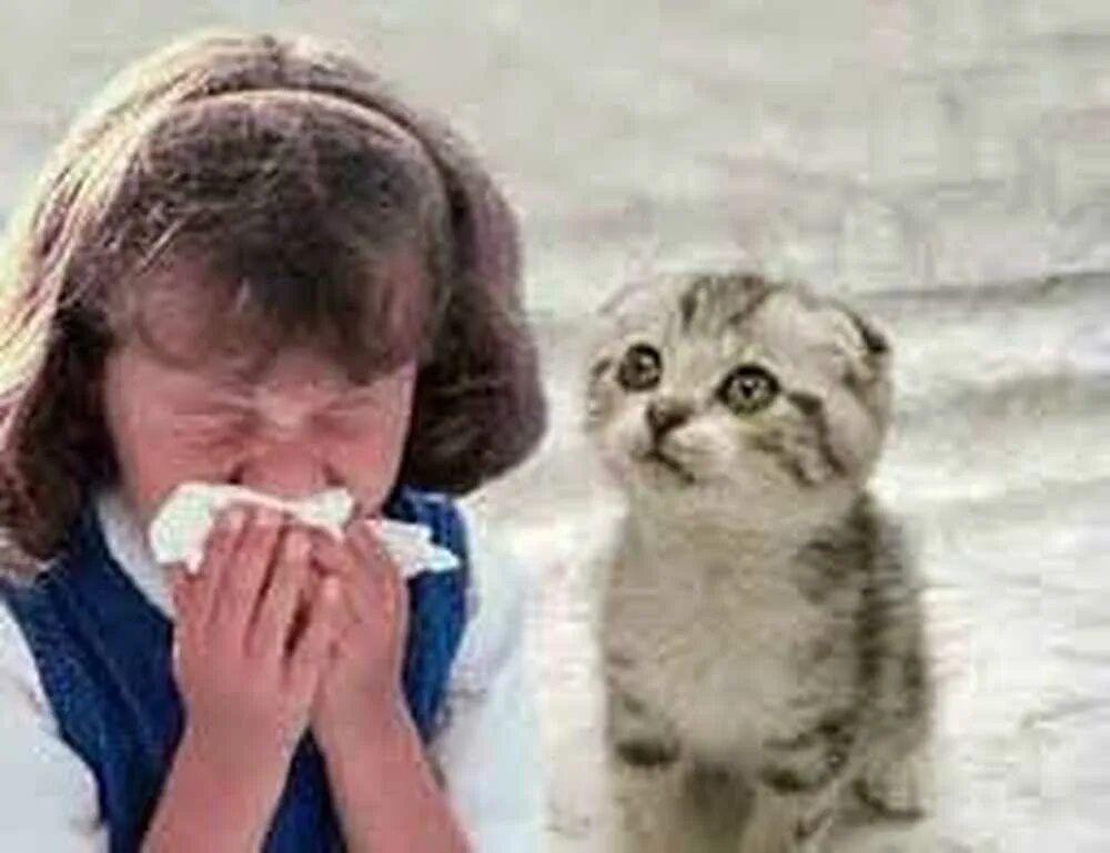 Аллергия на кошек. Аллергия на кошек у детей фото.