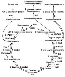 Множественные формы ферментов