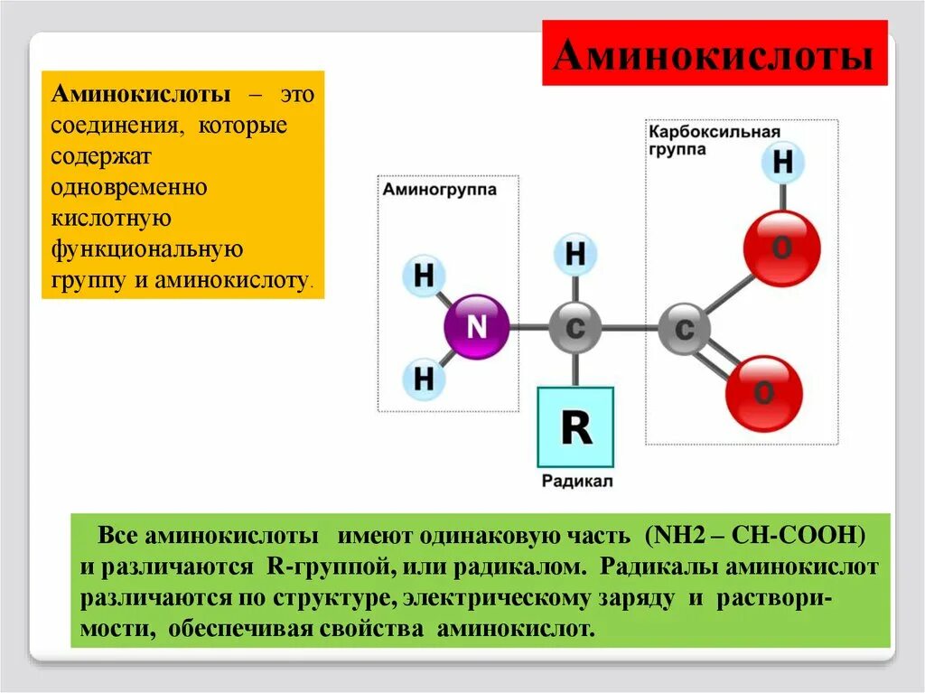 Клетки состоят из аминокислот. Функциональные группы аминокислот. Альфа аминогруппа аминокислоты это. Аминокислоты какие соединения. Соединение аминокислот.