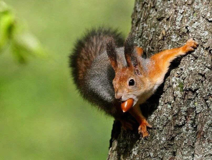 Кто есть желуди из животных. Кто есть желуди из животных. Животные питающиеся плодами. Кто есть желуди из животных. Какие животные питаются желудями.