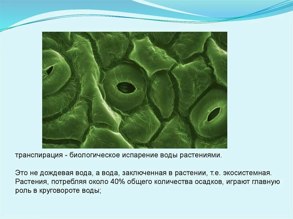 Транспирацию испарение воды. Транспирация испарение воды. Испарение воды растениями транспирация. Транспирация у растений устьица. Испарение воды устьицами.