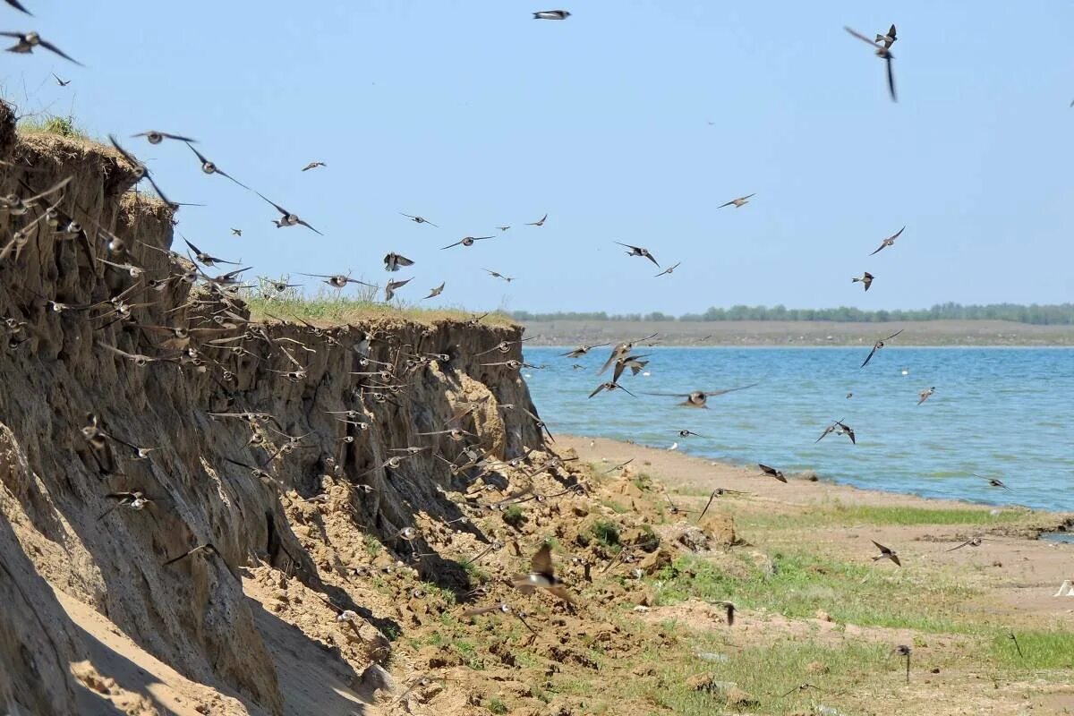 Костенки воронежская область. Чертов овраг псковская область. Кочкарный овраг. Гнездо деревенской ласточки. Овраги птица.