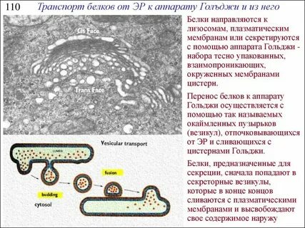 Преобразование белков и синтез лизосом