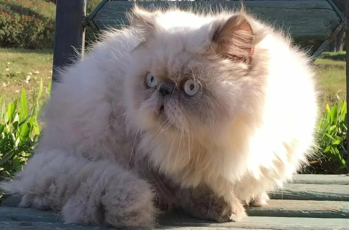 персидский кот белый экстремал. персидская шиншилла экстремал. перс экзот экстремал. перс экзот экстремал. персидский кот экстремал.