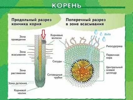 Проводящая система корня