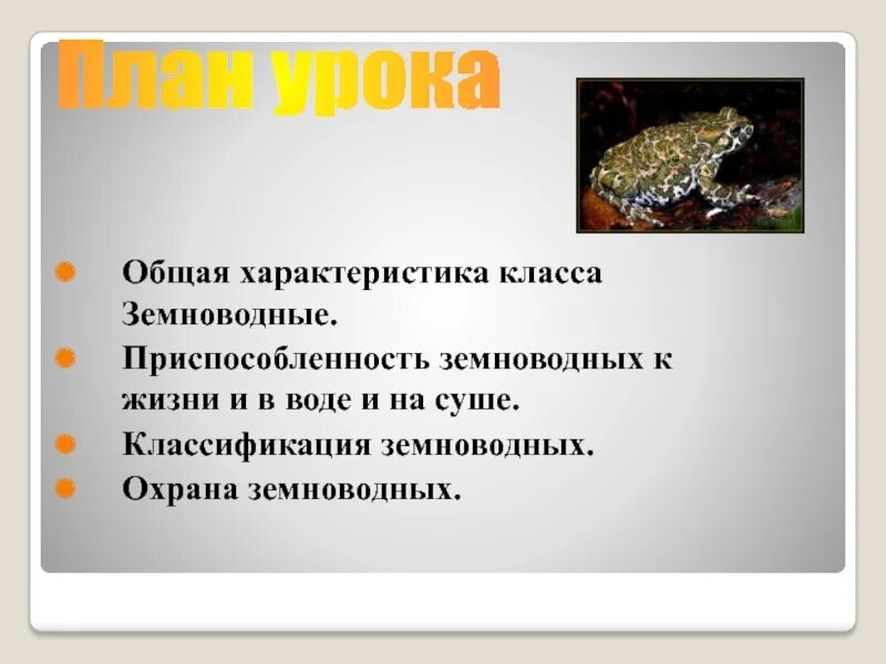 Классификация земноводного животного. Классификация земноводных. систематика амфибий. классификация земноводных схема. систематика земноводных.