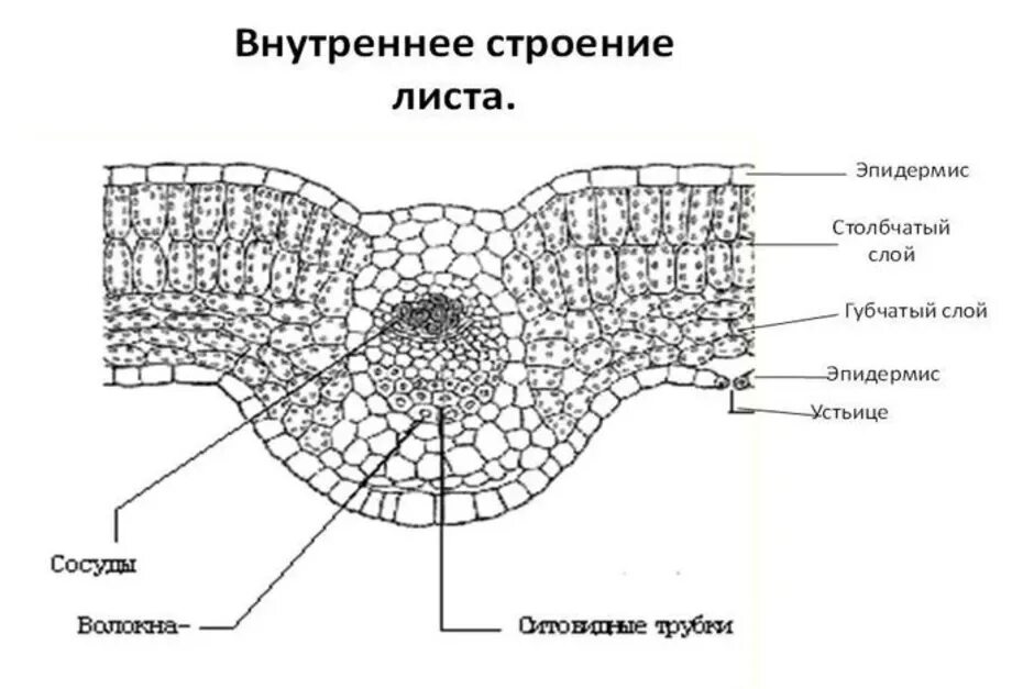 Срезы егэ. Поперечный срез листа камелии. Строение листа камелии. Поперечный срез листа строение. Внутренее строение листа "камелии".