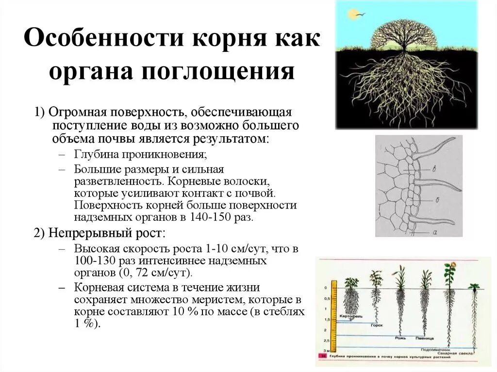 Особенности строения корня. Корень растения строение и характеристика. Особенности корневой системы как органа поглощения воды. Органы растения поглощающие воду.