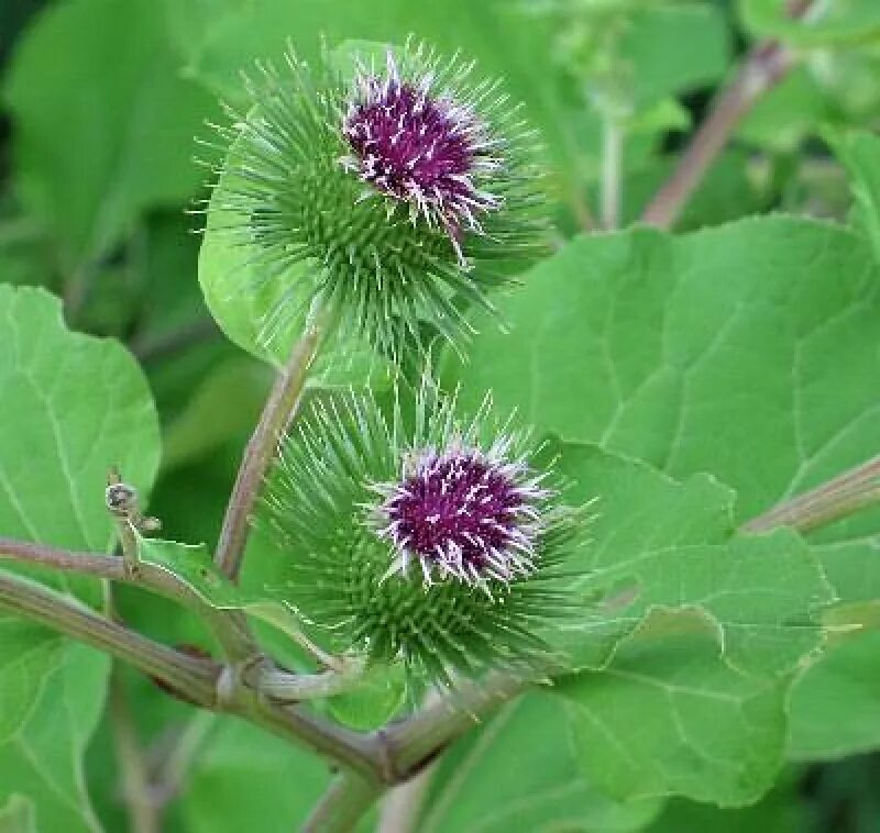 Лопух arctium lappa. Репейник луговой. Шалфей медвежьи ушки. Лопух луговой. Ухо лопуха.