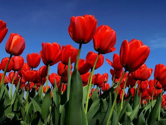 Pin on FLOWERS - GARDENS Tulips flowers, Fresh flower bouquets, Flowers