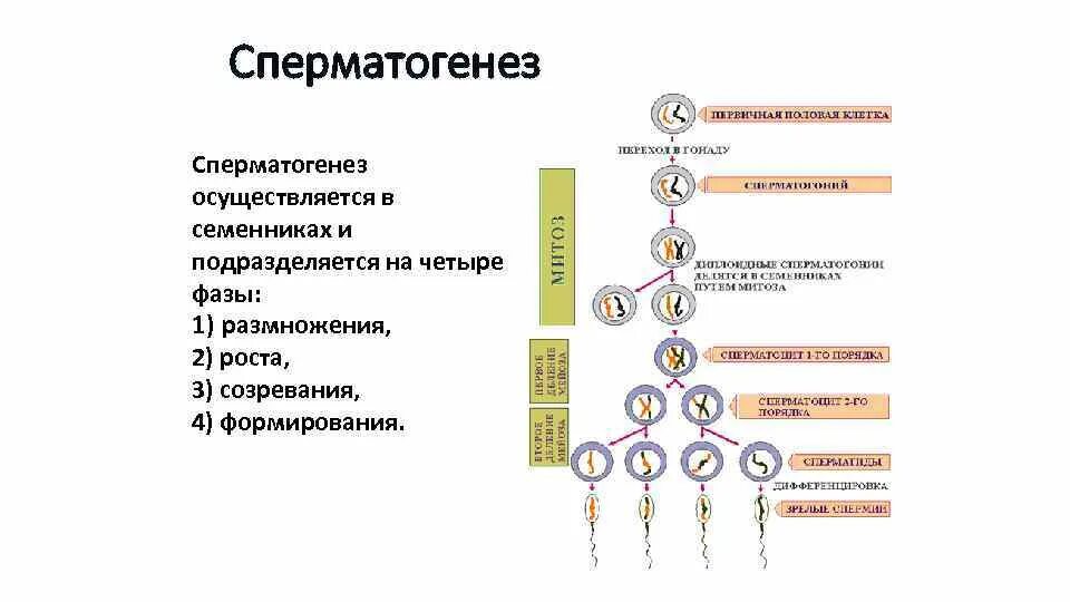 Этапы сперматогенеза 6 этапов. Название этапов сперматогенеза. Период сперматогенез оогенез таблица. Фаза созревания сперматогенеза. Сперматогенез фаза роста микроскоп.