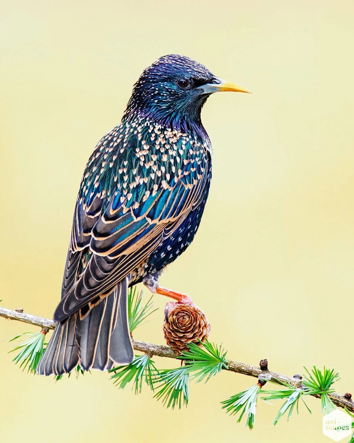 Обыкновенный скворец Шпак. Старлинг скворец. European Starling птица. Рябинный скворец. Скворцы картинка для детей на прозрачном фоне