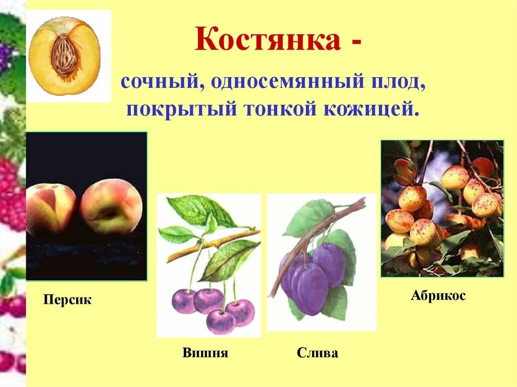 Персик плод костянка. Плод костянка абрикос. Костянка вид плода. Тип плода сочные односемянные.