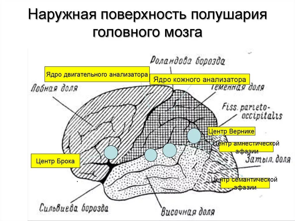 Центры анализаторов в коре головного мозга. Ядра анализаторов в коре головного мозга. Наружная поверхность коры полушарий головного мозга. Локализация ядер в коре головного мозга.