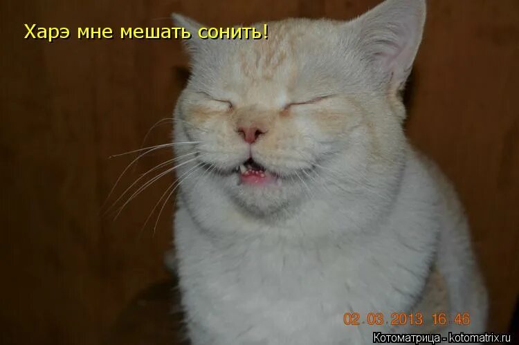 Аниме guilty crown харэ. Харэ мэндзё и су. Корона грешника харэ. Харэ. Харэ.